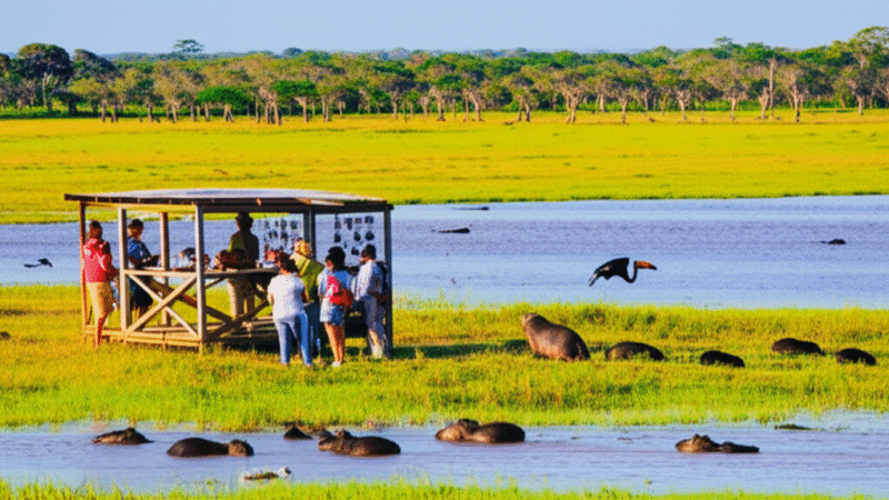 Oportunidades no Turismo no Pantanal para MEIs em 2025: Como o Visit Brasil Impulsiona Negócios Locais