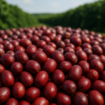 Grãos de Café de Mandaguari com Indicação Geográfica