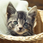 Empreendedor MEI feliz superando baixas expectativas no trabalho